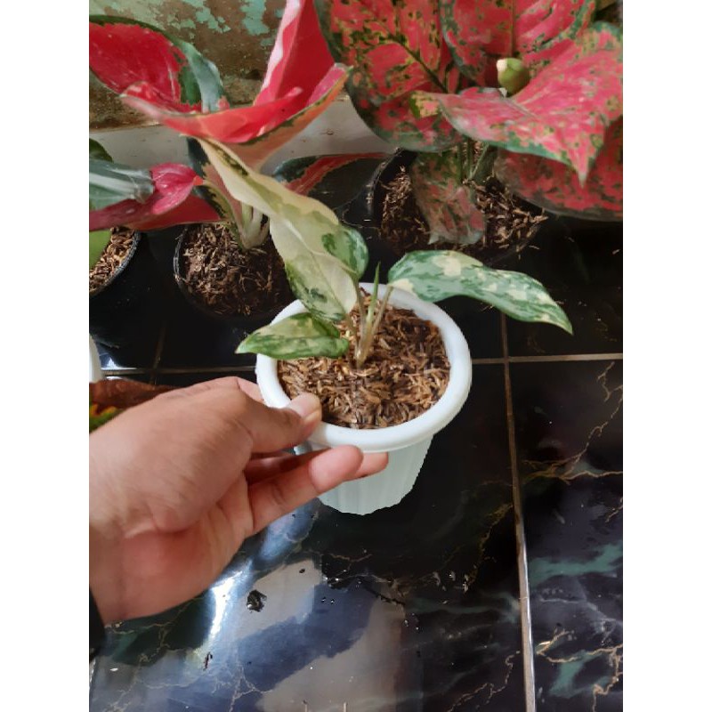 Tanaman hias langka aglonema pictum variegata