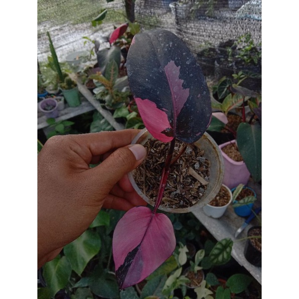 philodendron pink princess