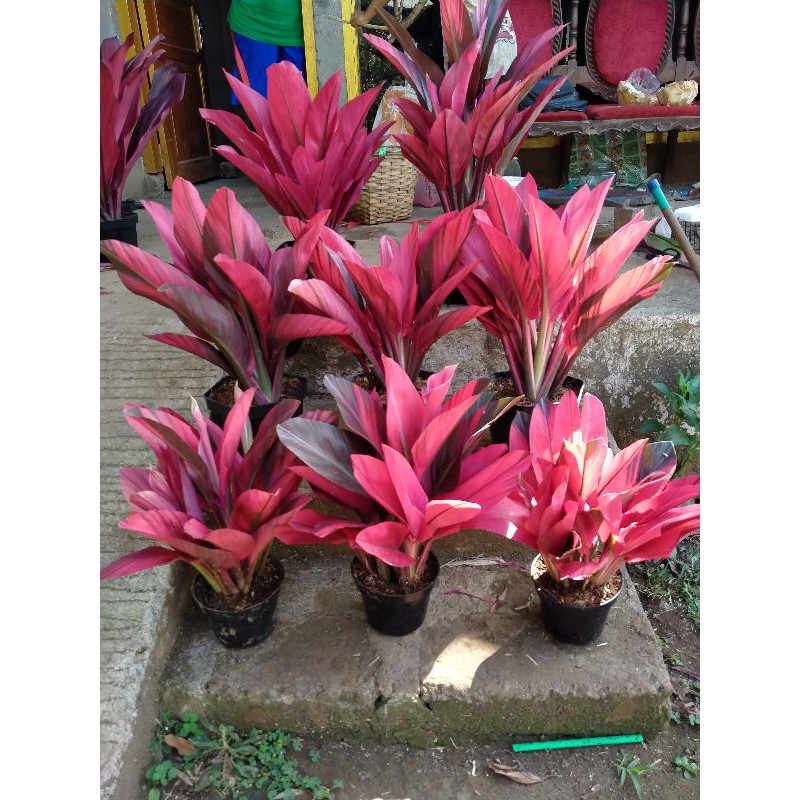 

Andong merah/hanjuang