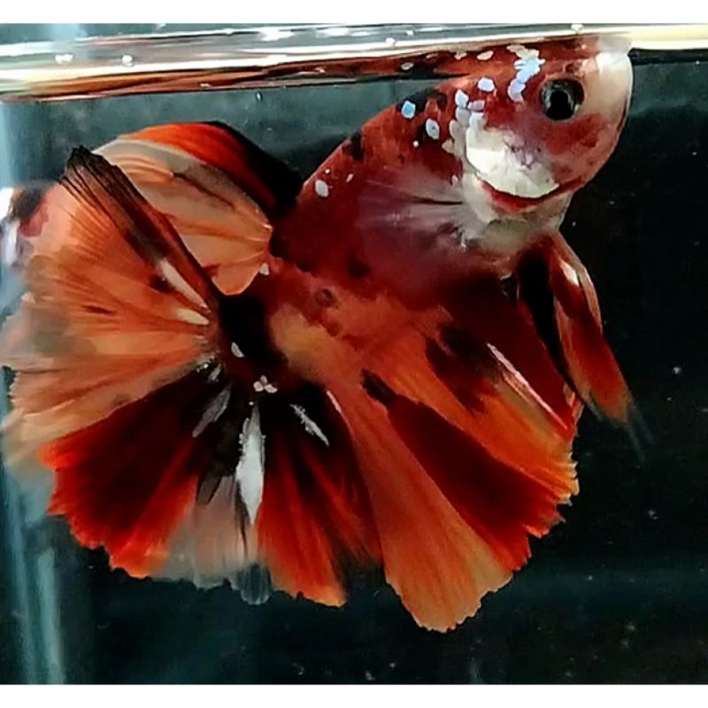 Halfmoon nemo cooper