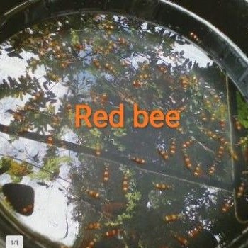 udang hias aquascape Red bee