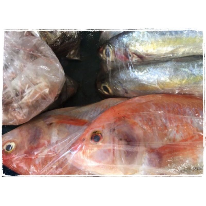 

Ikan Nila Segar Perbungkus