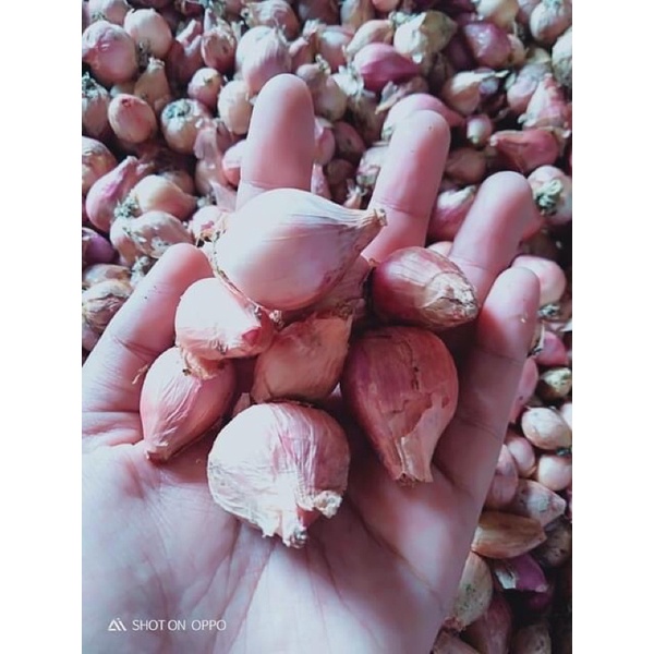 

Bawang Merah Campur / brambang 1kg