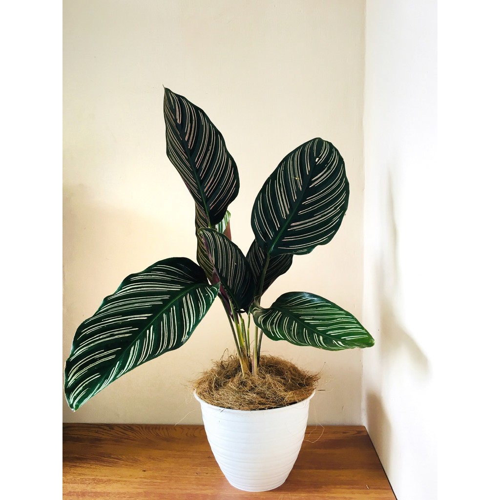 Tanaman hias Calathea Ornata size besar daun rimbun