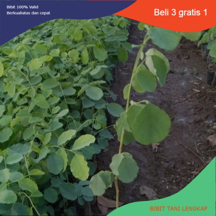 Bibit Kayu Sonokeling || Kayu Sonokeling