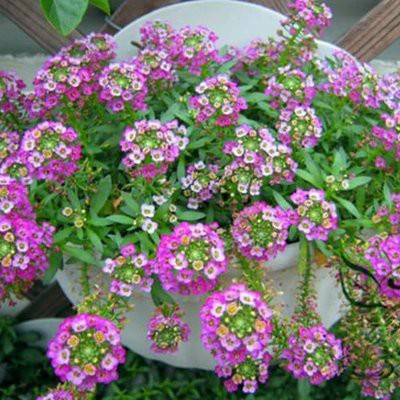 Biji Bunga Dwarf Pink Sweet Alyssum - Bibit Tanaman Bunga Dwarf Pink Sweet Alyssum - COD