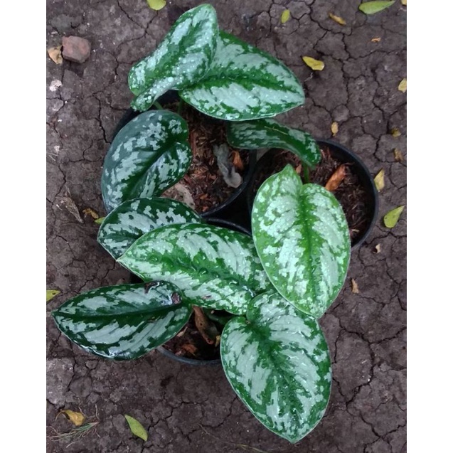 TanamanHias/TanamanRambat/Scindapsus/ScindapsusExotica