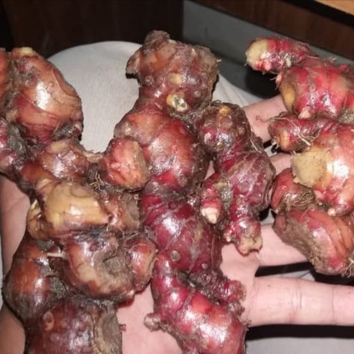 

tradisional-minuman- jahe merah fresh 500 gr -minuman-tradisional.