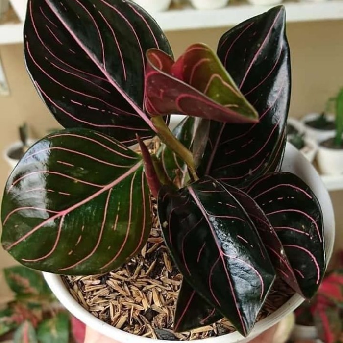 tanaman hias aglonema rotundum aceh-aglonema rotundum aceh