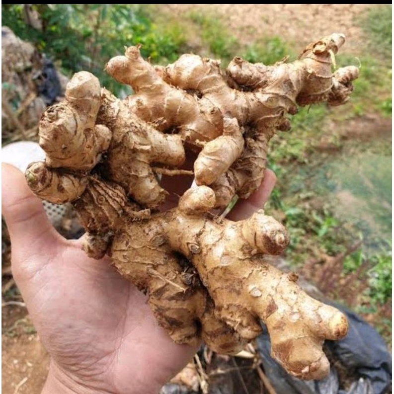 

Lampuyang segar 1kg