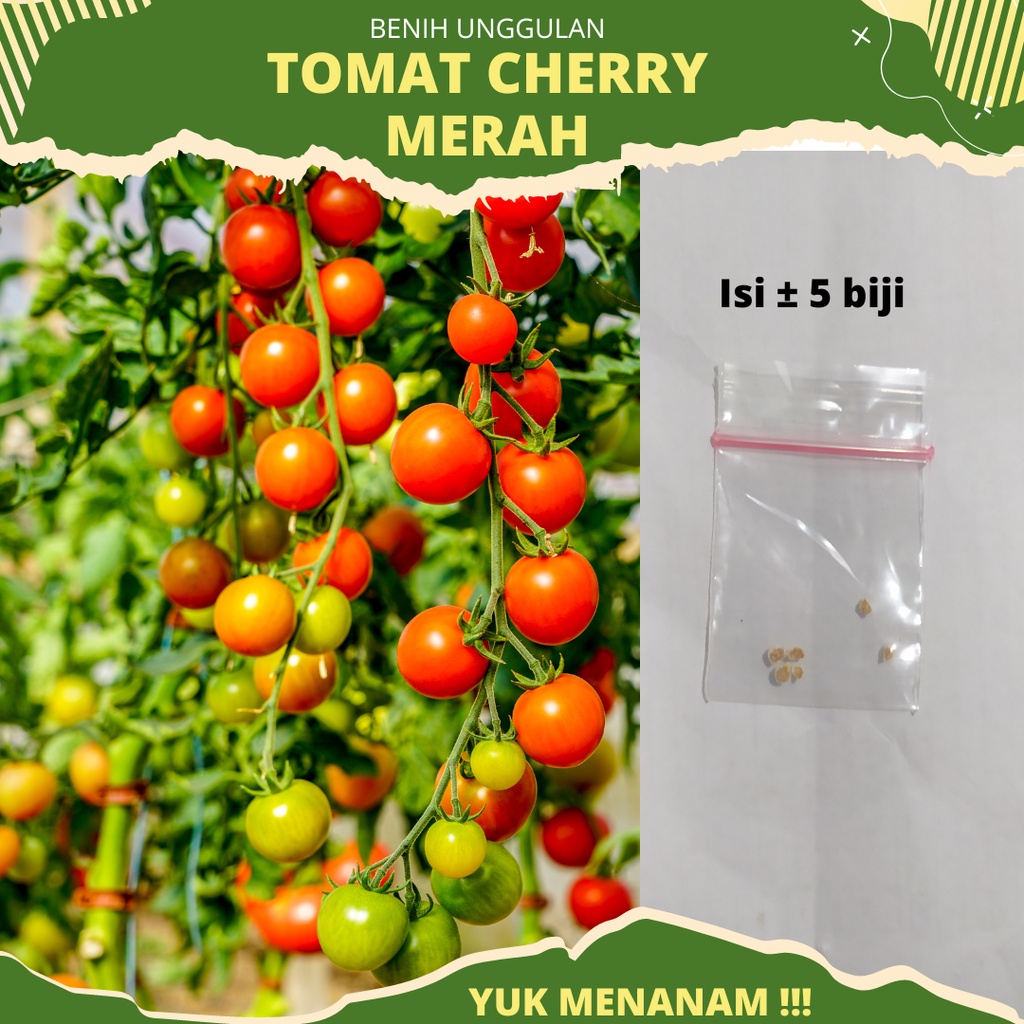 5 Biji - Benih Tomat Cherry Merah benih unggul