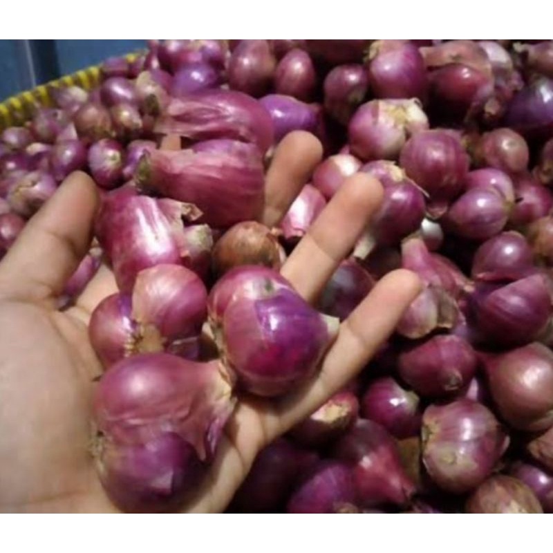 

Bawang Merah Super - Bawang Merah Besar - Brambang