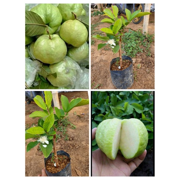 bibit pohon buah jambu kristal putih non biji siap tanam hasil cangkok cepat berbuah