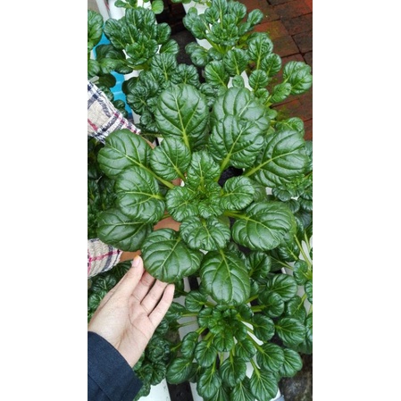 

Sawi Pagoda 1 kg