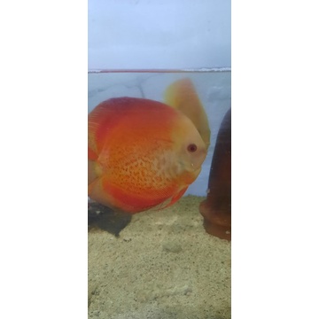 Discus RedMelon 5inch