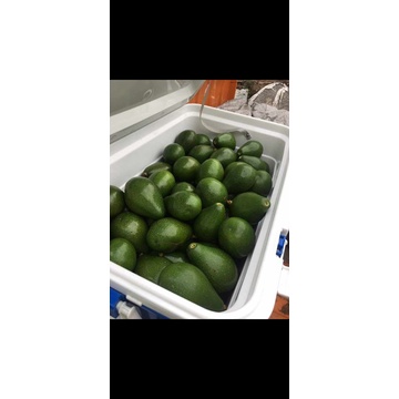 

alpukat mentega