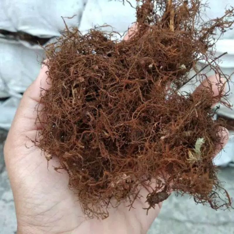 MEDIA TANAM AKAR KADAKA | MOSS HITAM 200 Gram