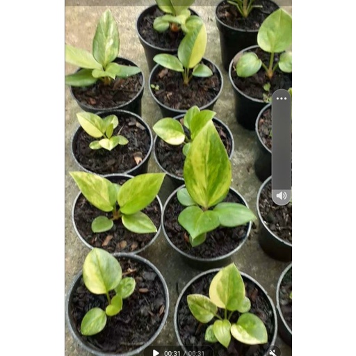 anthurium jemani mangkok varigata