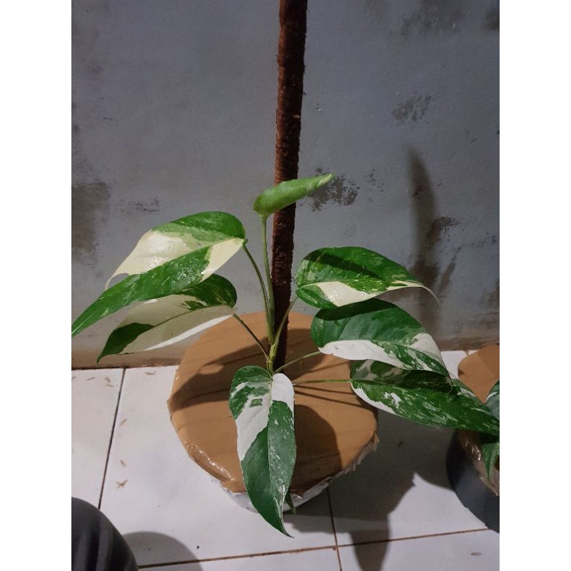 tanaman hias monstera ekor naga putih/epipremnum variegata/ekor naga variegata