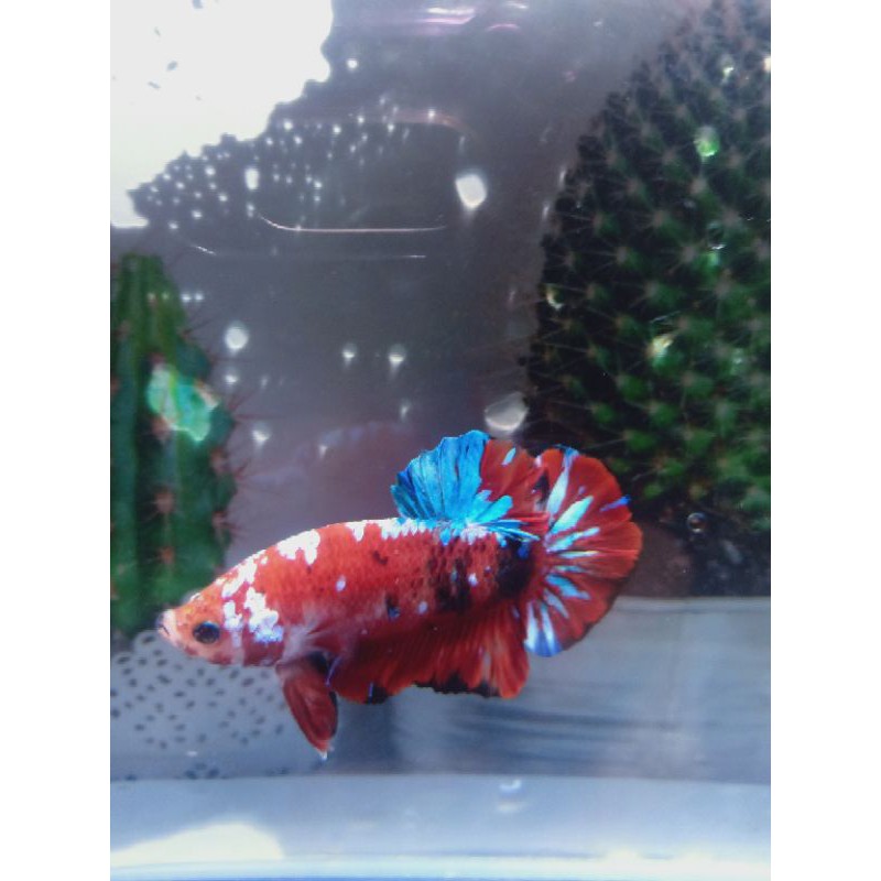 

CUPANG!!HIASREDKOIGALXY