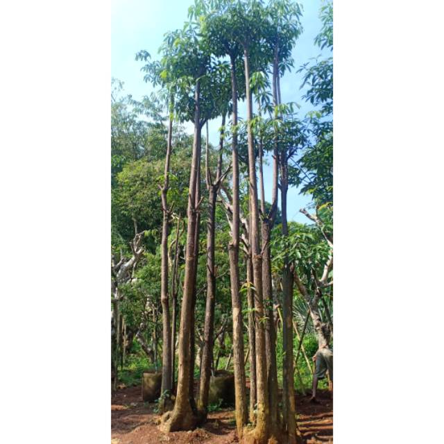 POHON PULAI BONSAI BESAR SIAP KIRIM