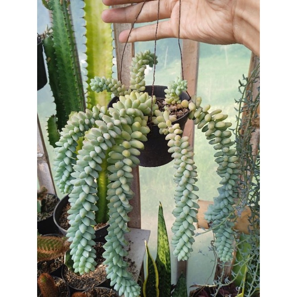 tanaman gantung air mata ibu