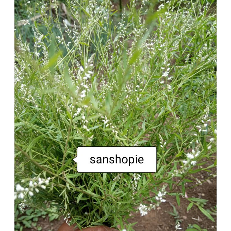 

Daun Akar Wangi Segar Per 300 gram