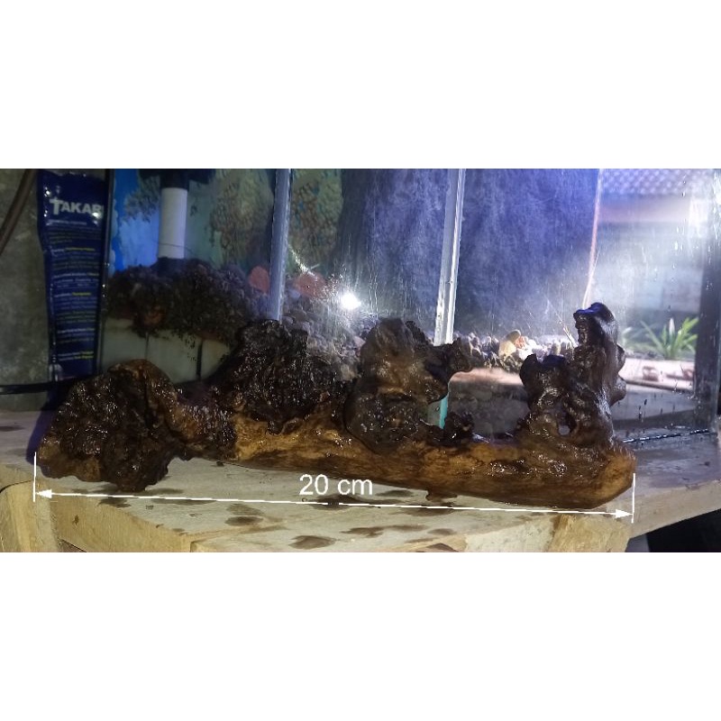 akar kayu krepek aquascape