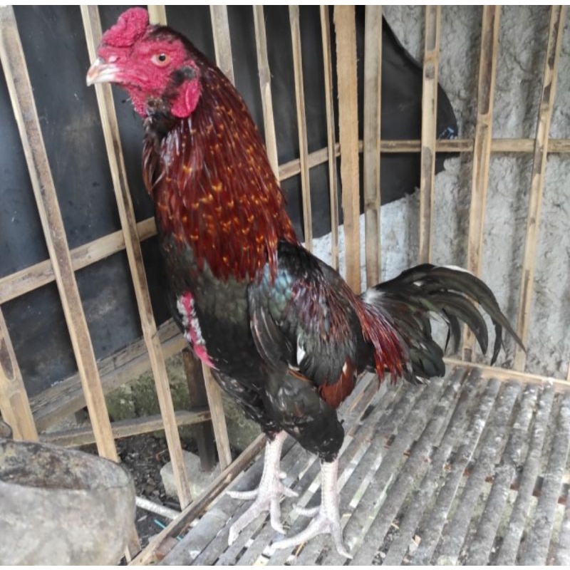 

TELUR AYAM BANGKOK BIRMA UNTUK DITETASKAN ASLI FERTIL