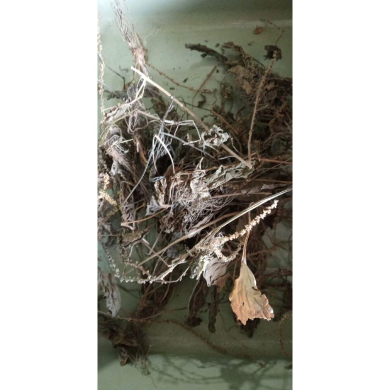 

100 GRAM DAUN SENDOK SENDOKAN KI URAT PLANTAGO MAJOR OTOTAN BROADLEAF GREATER KUPING MENJANGAN SIMPLISIA KERING DRIED