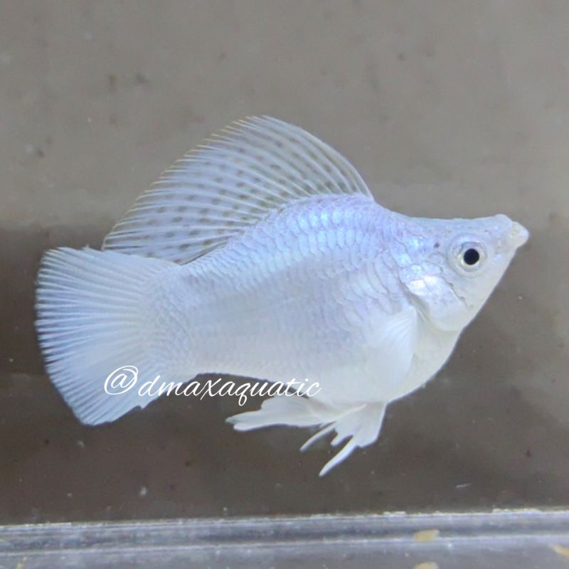 Platinum Balon Molly Roundtail Black Eyes Hiasan Aquascape bukan Platy/Xiphophorus/Bloodred/Guppy/Ar