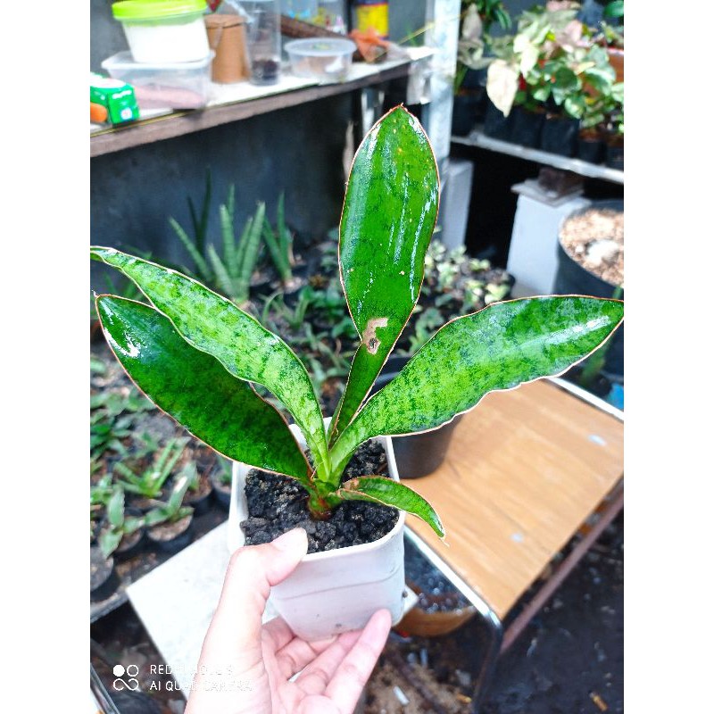 Tanaman hias mini sansevieria / sansivera sp tanzania (bolong daun awal)