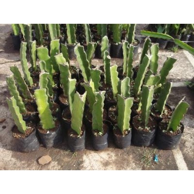 Bibit tanaman buah naga putih super