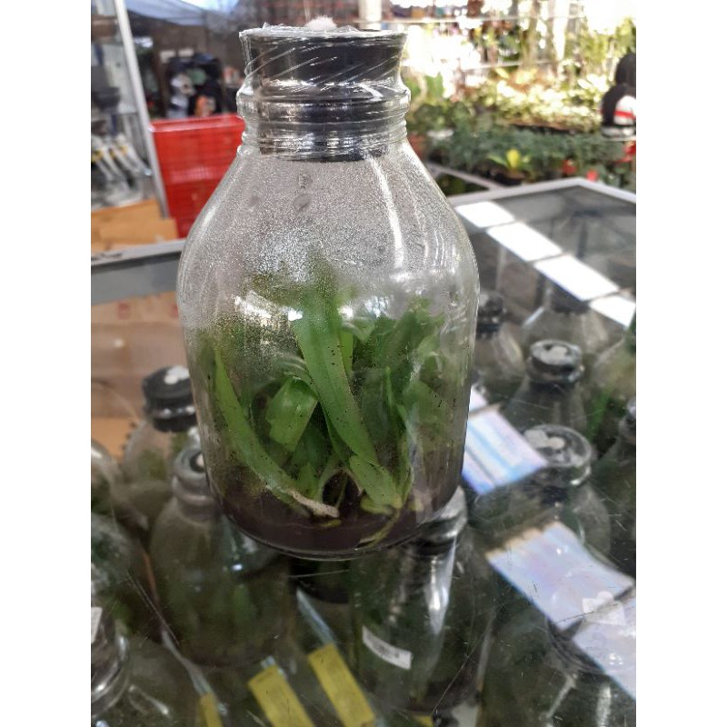 Bibit Anggrek Bulan Taiwan Botol Jemblum Premium Koleksi