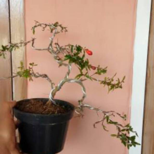Bonsai pohon delima