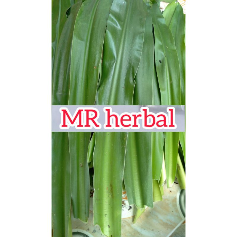 

Daun bakung segar per 500 gram