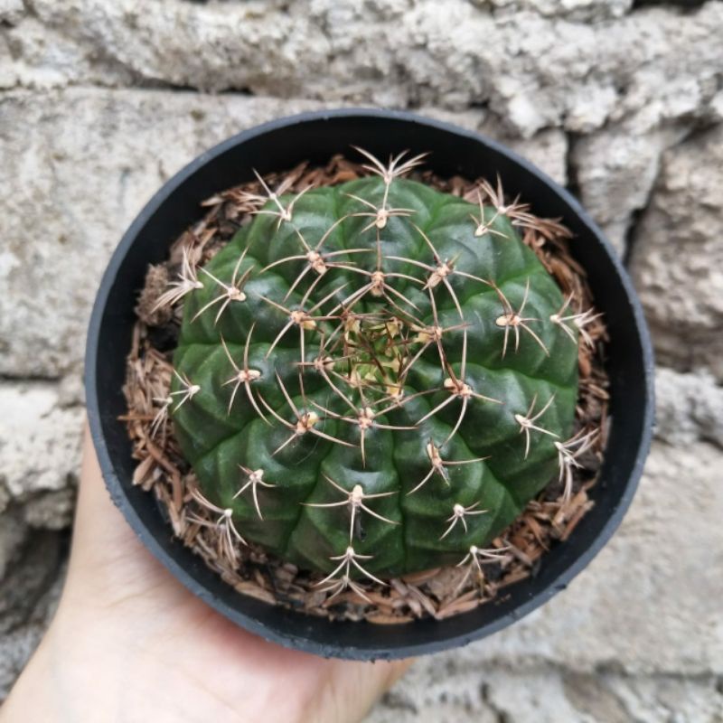 Gymnocalycium Ownroot | D 10cm