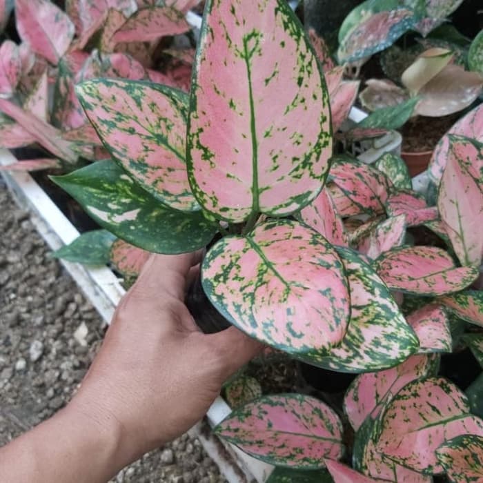 tanaman hias aglonema laddy valentine _aglonema valentine