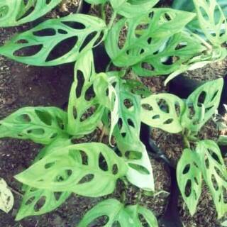 Tanaman hias monstera Obliqua-janda bolong | Shopee Indonesia