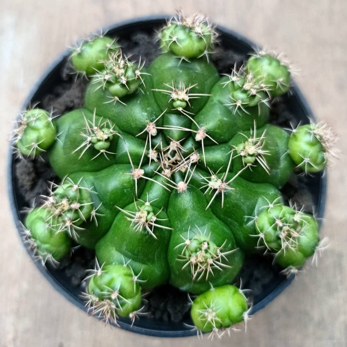 gymnocalycium damsii