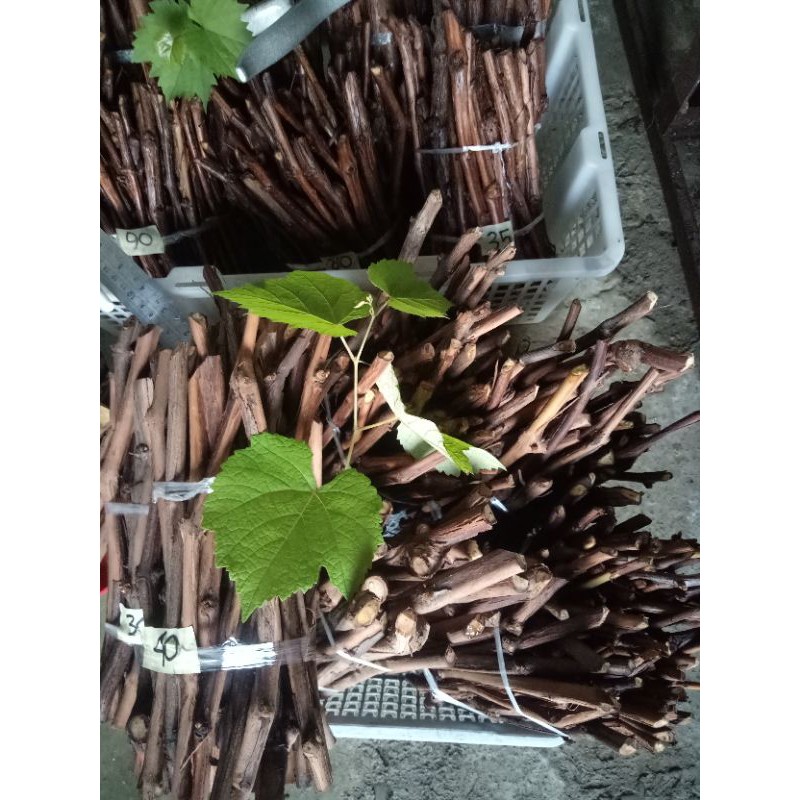 cutting anggur isabella