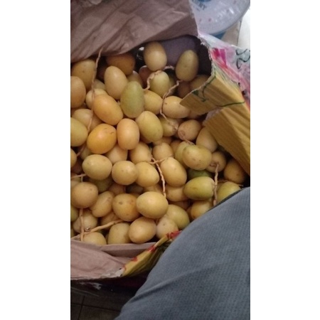 

Kurma Muda Barhee