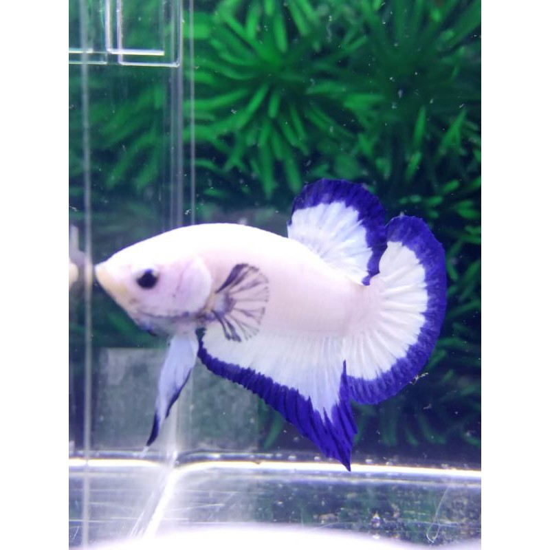 

ikan Cupang BLUE RIM