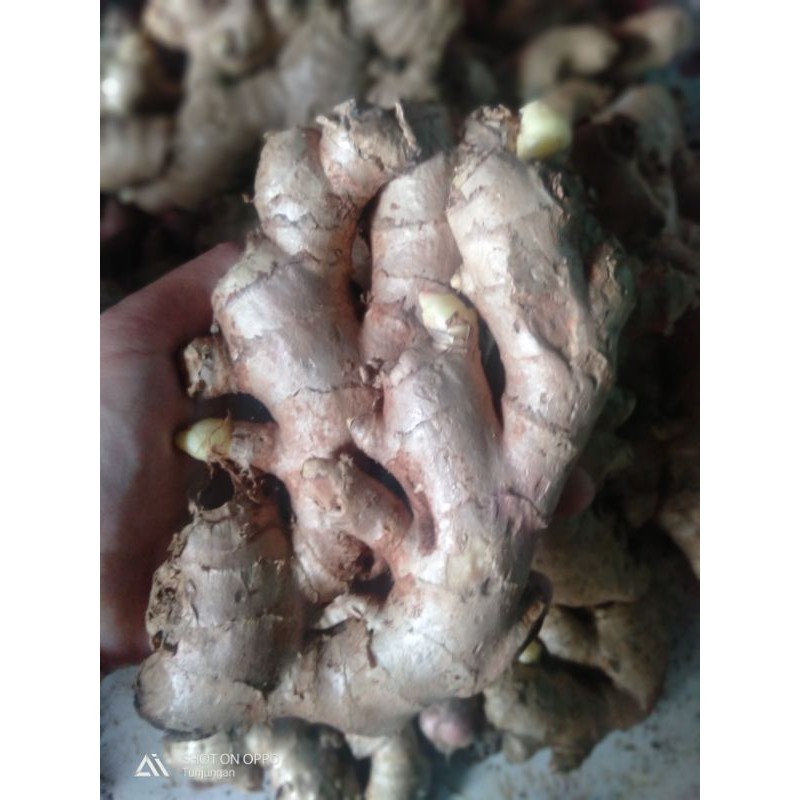 

jahe putih/jahe gajah/jahe sayur 250 gram