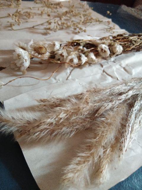 Acroclinium Rodanthe Manglesii Bunga Kering Asli 1 Ikat Import Dried Flower Preserved Flower