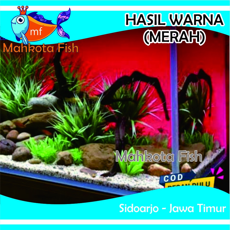 Background Aquarium MURAH (GLOSSY = Mengkilap) | Background Aquascape GRATIS PACKING KARDUS