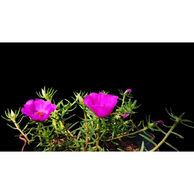 PROMO TANAMAN HIAS BUNGA PUKUL 9 / KROKOT SUTRA BOMBAY (SBY) | TERMURAH!