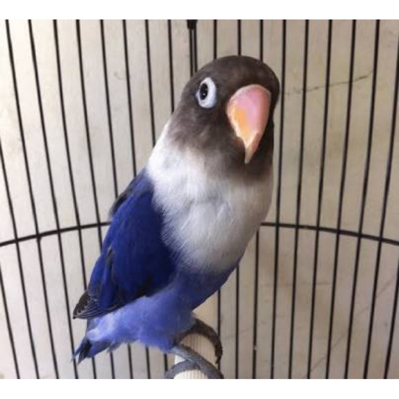 Burung love bird violet standar