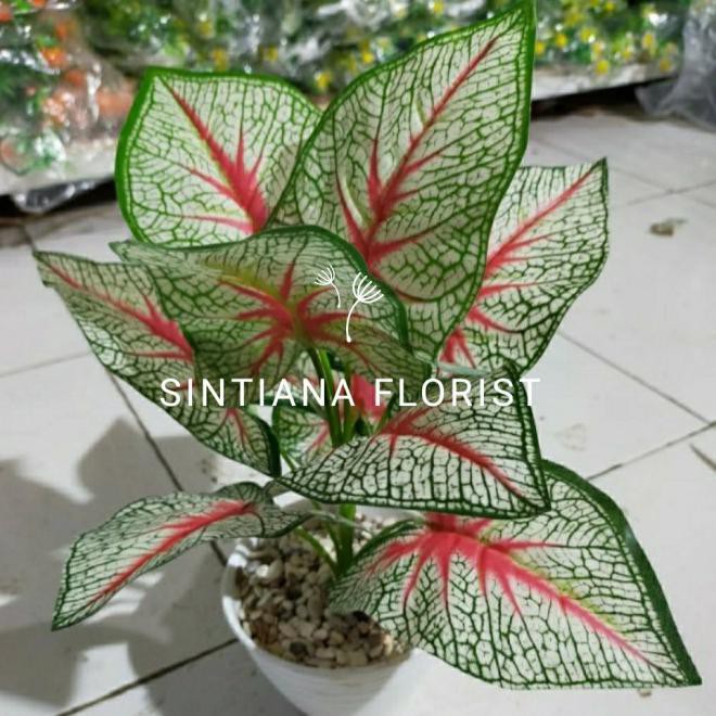 Tanaman Hias Plastik Keladi Artificial