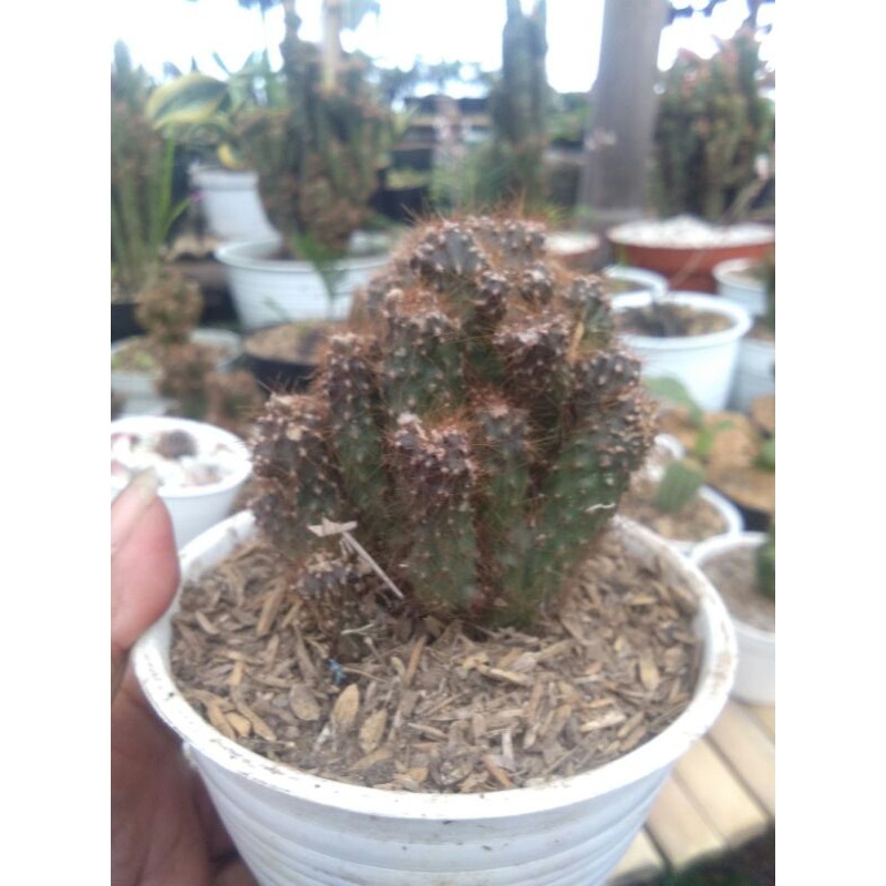 Kaktus ownroot/kaktus reco